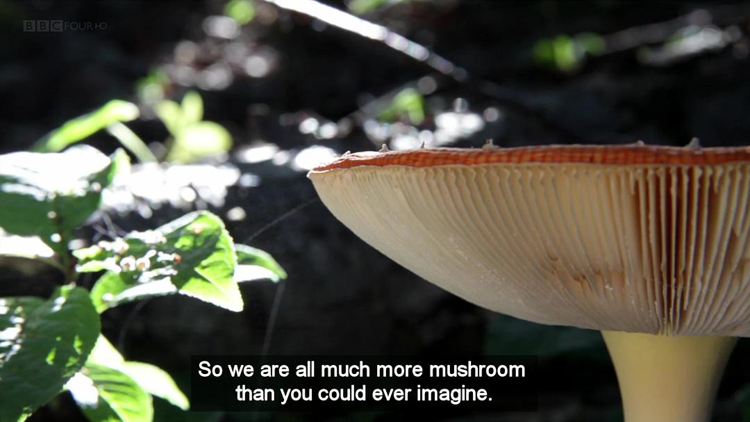 魔力蘑菇 The Magic of Mushrooms