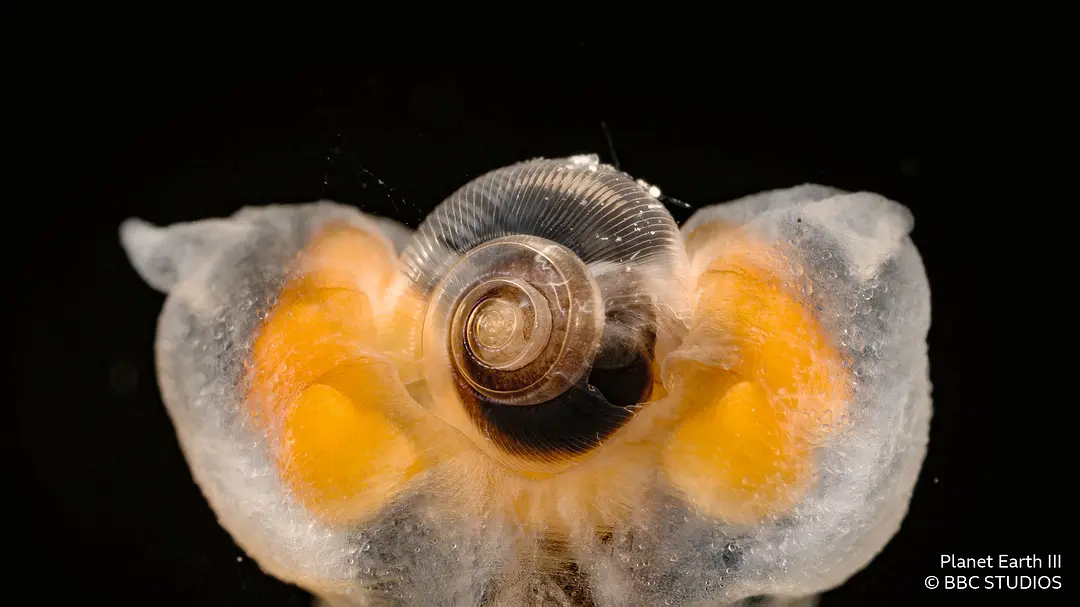 地球脉动 第三季 Planet Earth Season 3