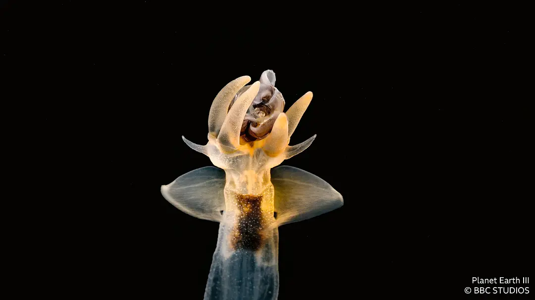 地球脉动 第三季 Planet Earth Season 3