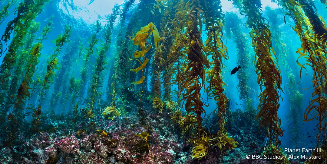 地球脉动 第三季 Planet Earth Season 3