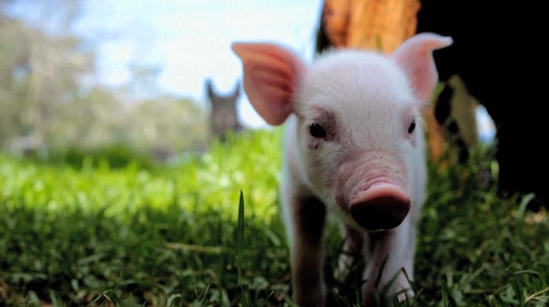 食物选择 Food Choices