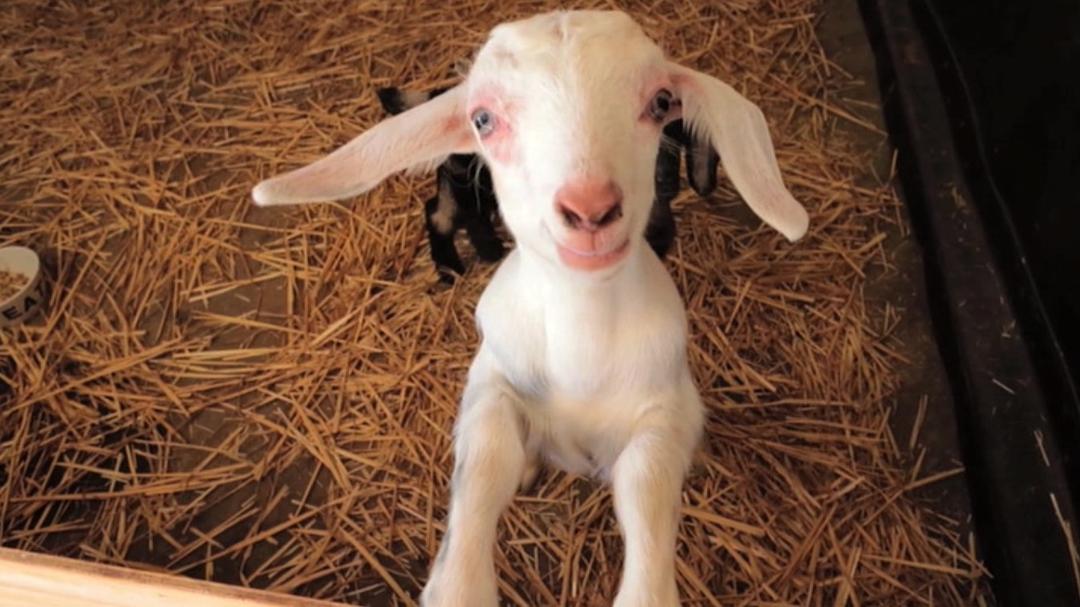 食物选择 Food Choices