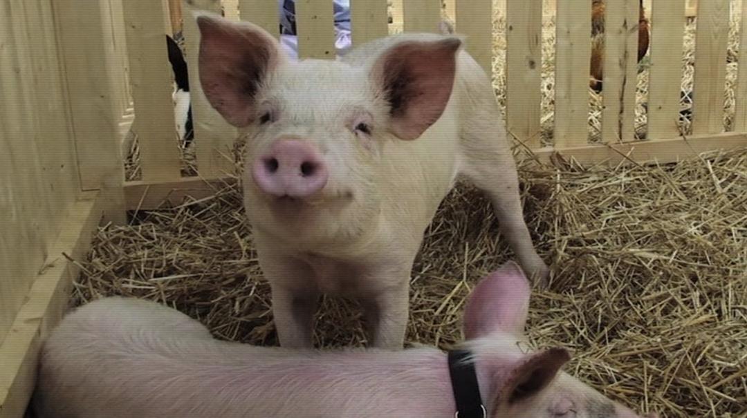 食物选择 Food Choices