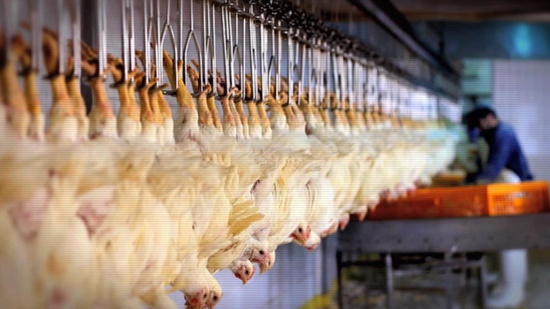 食物选择 Food Choices