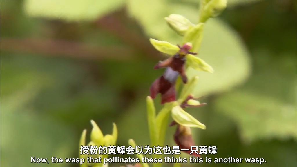 不为人知的英国 Secret Britain