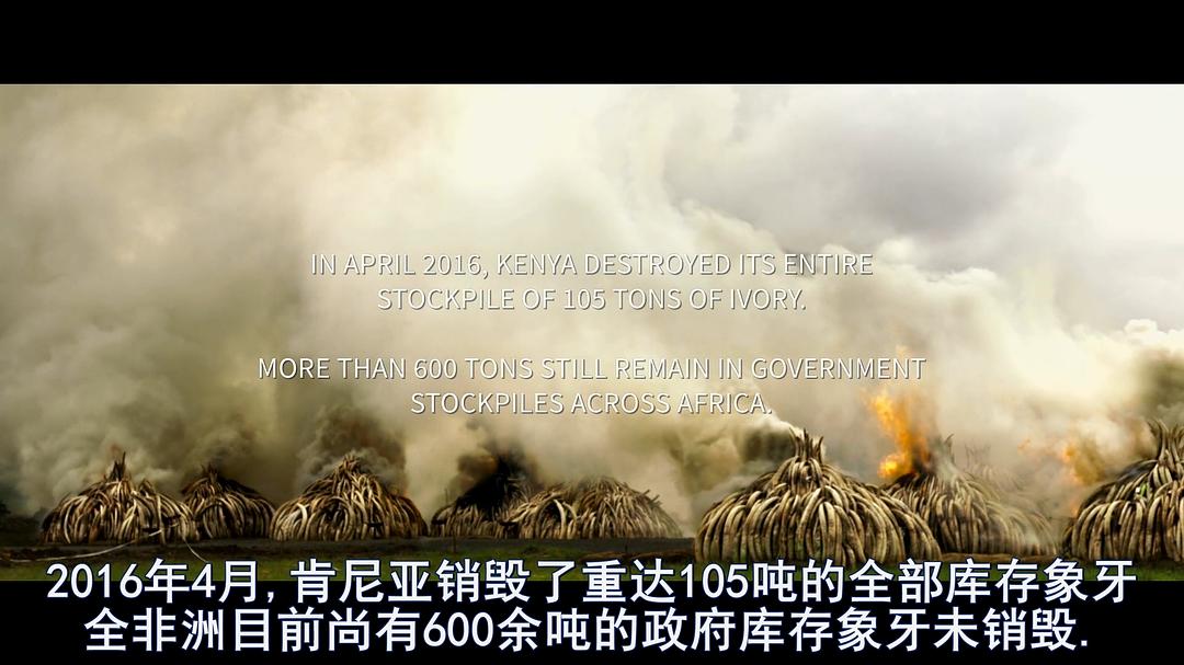 象牙游戏 The Ivory Game