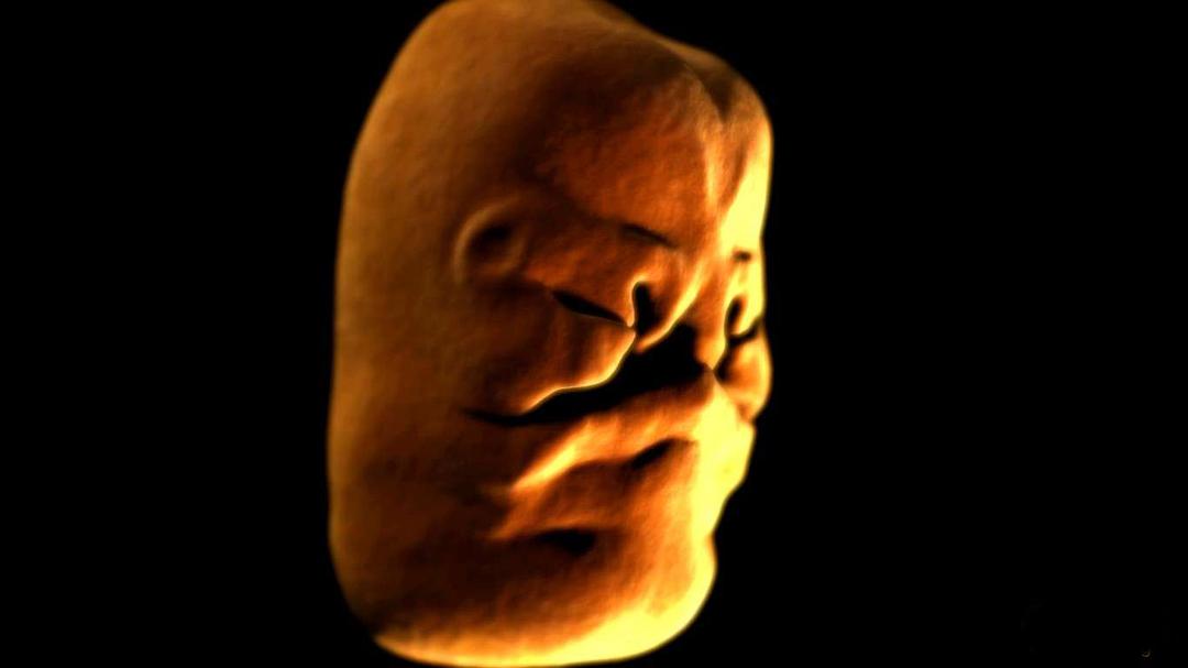 人体奥秘 Inside the Human Body