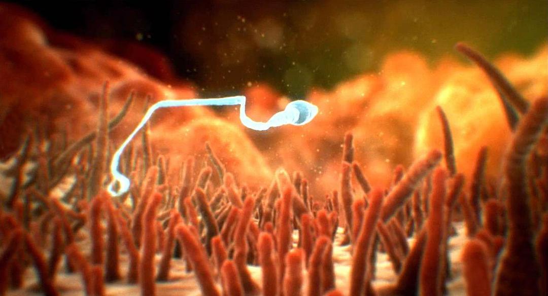 人体奥秘 Inside the Human Body