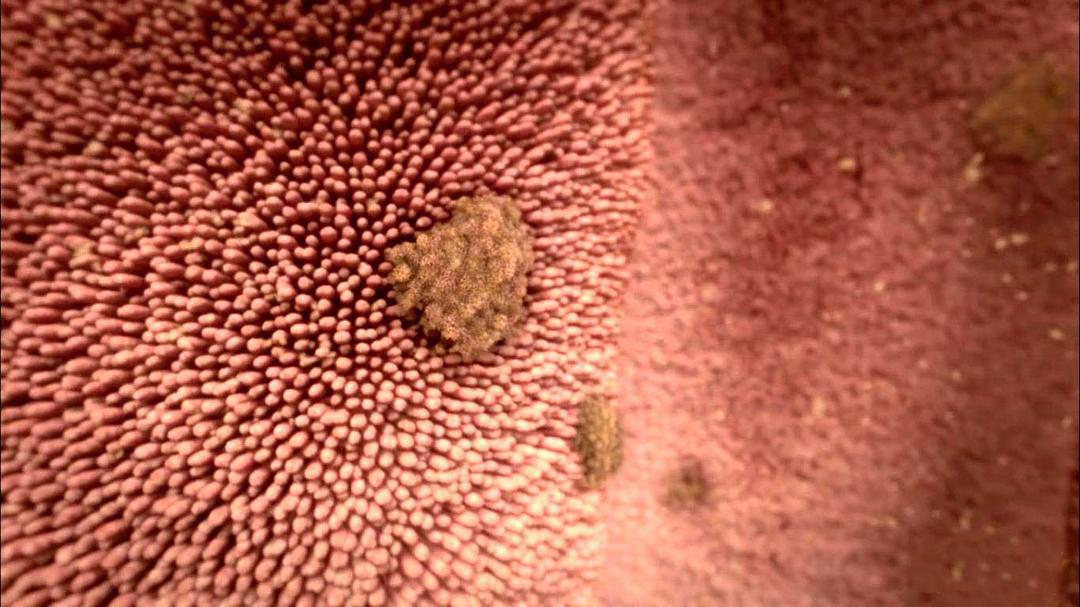 人体奥秘 Inside the Human Body