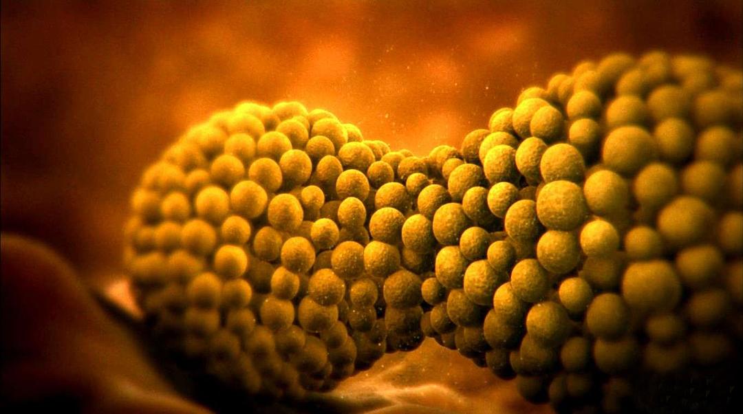 人体奥秘 Inside the Human Body