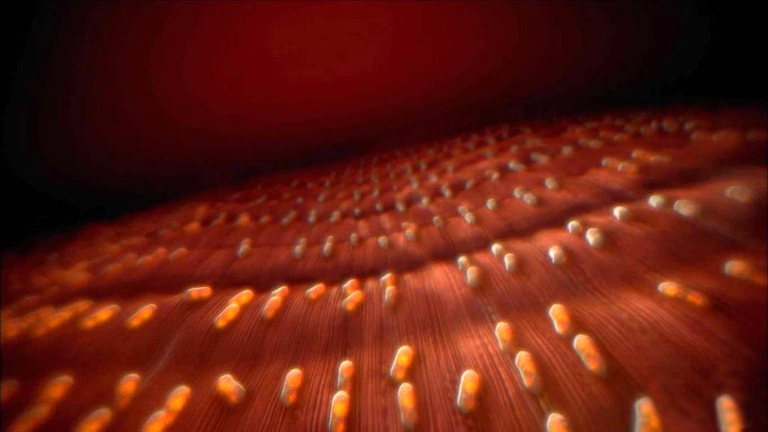 人体奥秘 Inside the Human Body