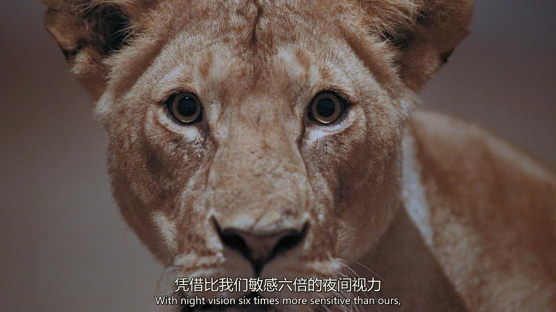 夜色中的地球 第一季 Earth at Night in Color Season 1