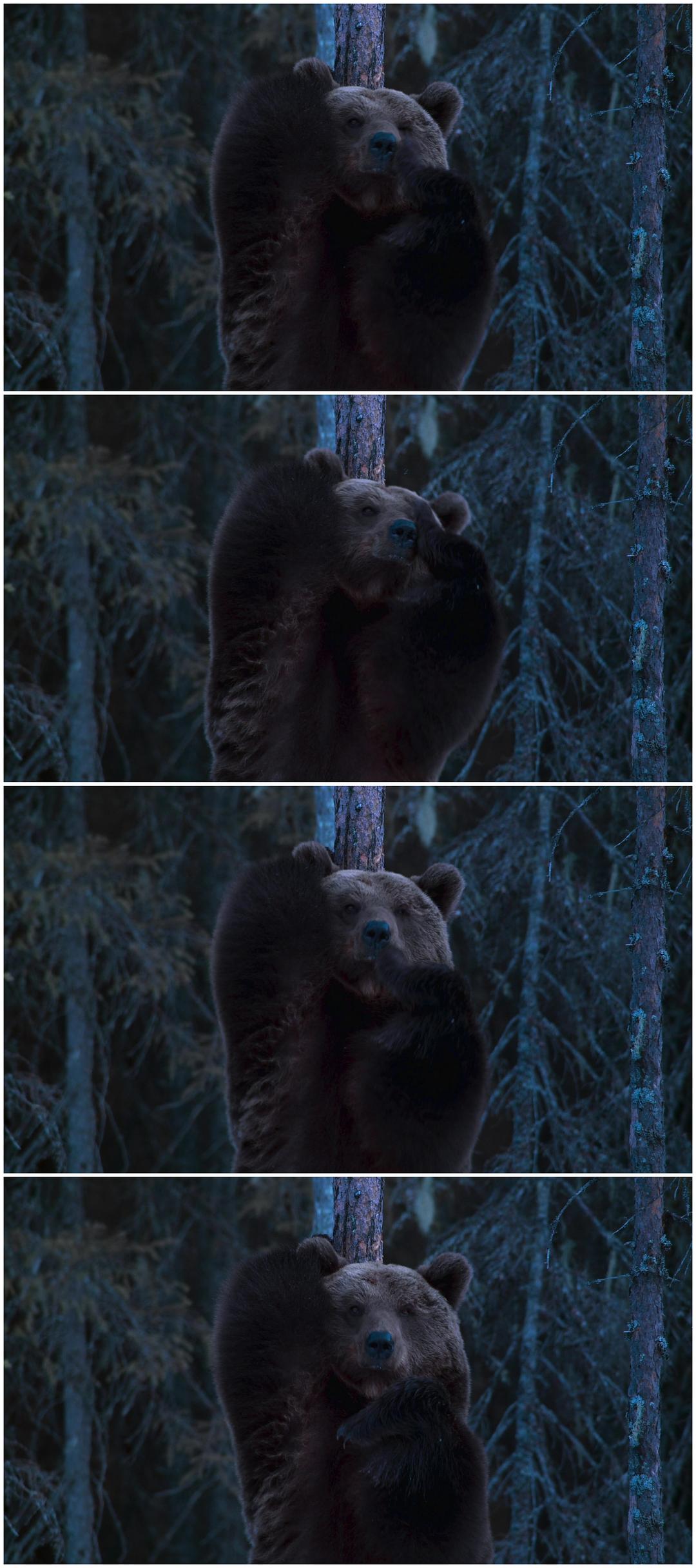 夜色中的地球 第一季 Earth at Night in Color Season 1