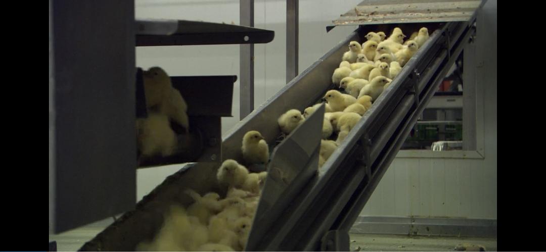 我们每日的面包 Unser täglich Brot