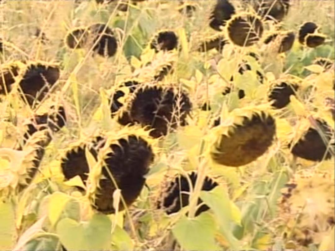 拾穗者 Les glaneurs et la glaneuse