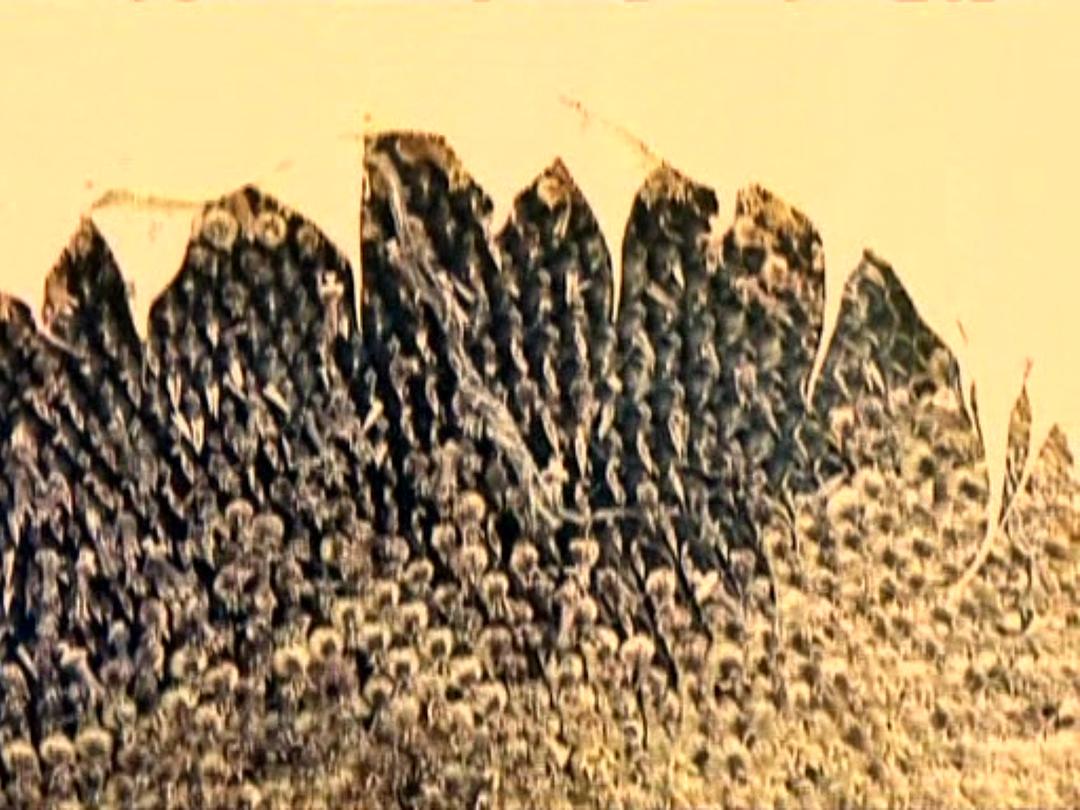 拾穗者 Les glaneurs et la glaneuse