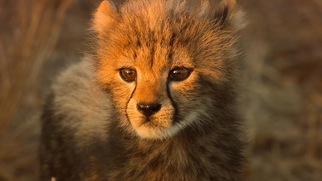 地球改变之年 The Year Earth Changed