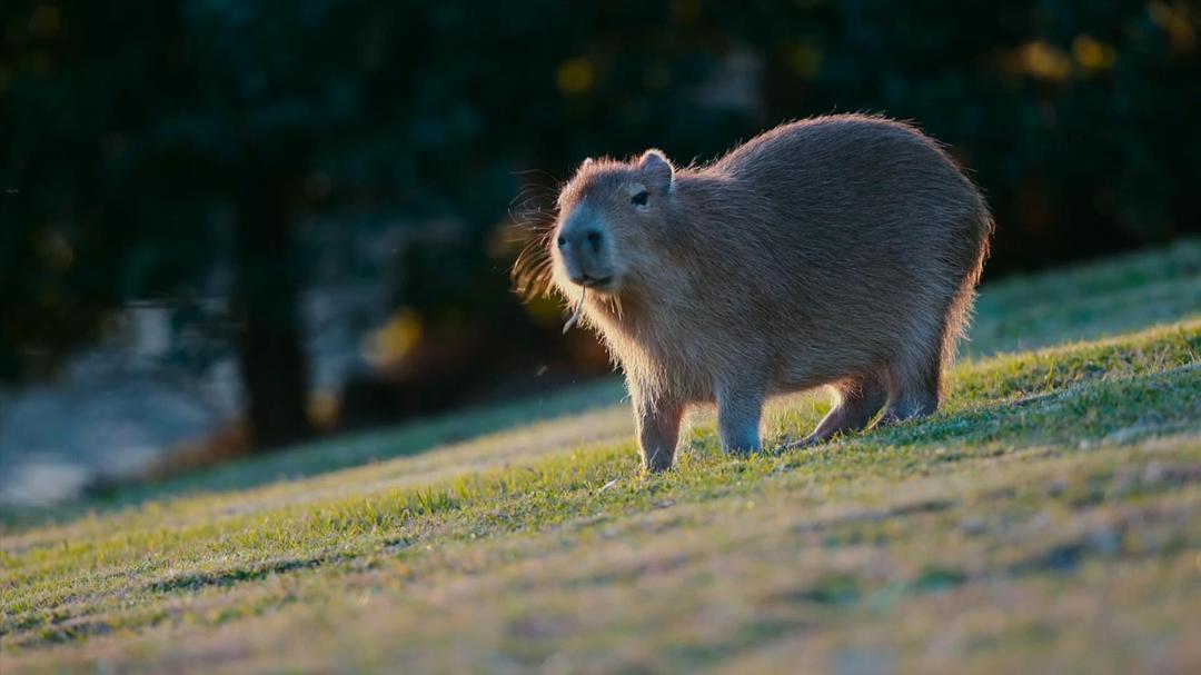 地球改变之年 The Year Earth Changed
