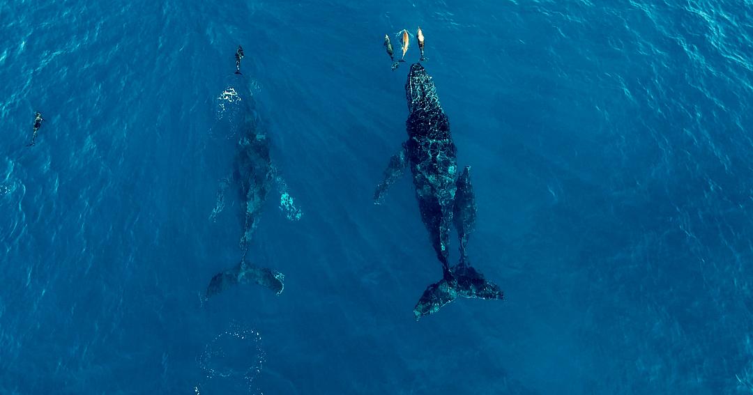 渔业阴谋 Seaspiracy