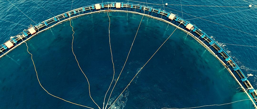 渔业阴谋 Seaspiracy