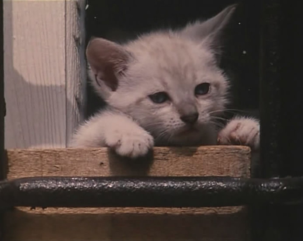 穿越时间的声音 Voci Nel Tempo