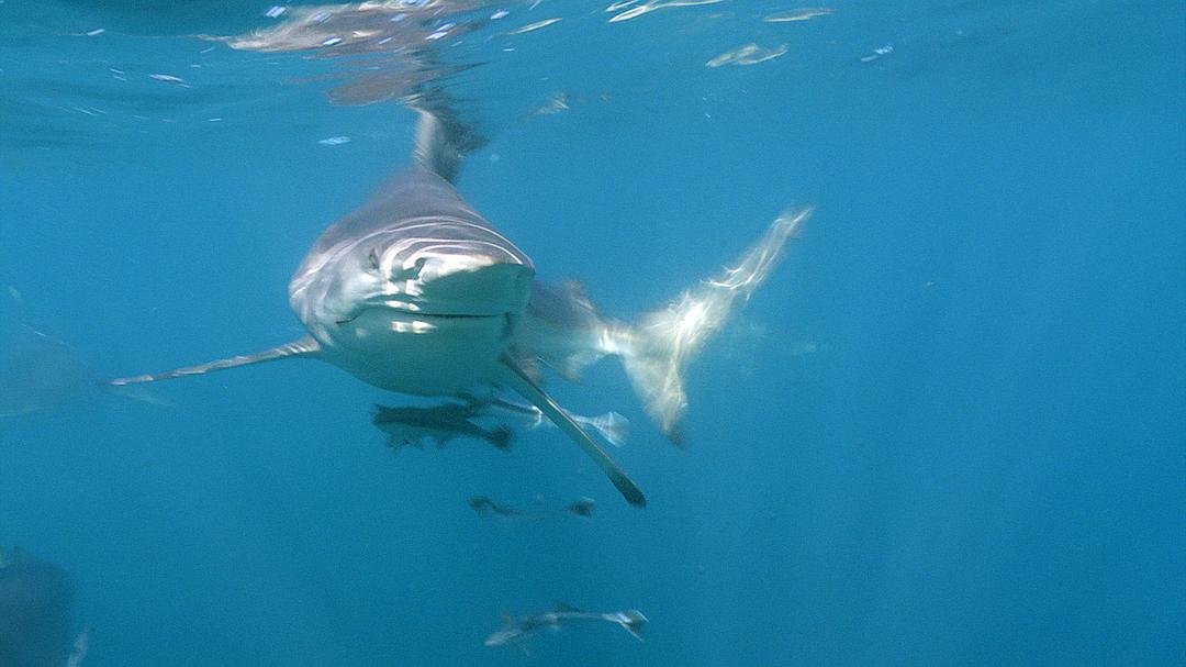 海湾的飓风 Hurricane on the Bayou