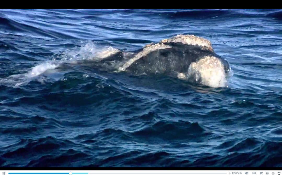 大陆的崛起 Rise of the Continents