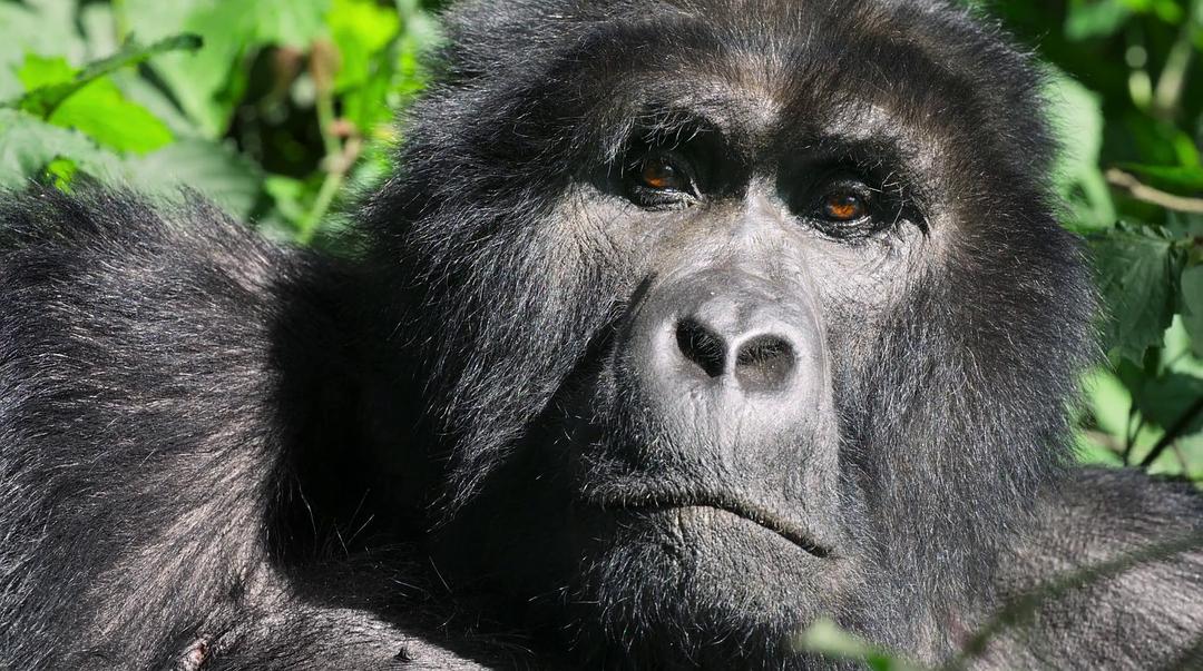 打破边界：我们星球的科学 Breaking Boundaries: The Science of Our Planet