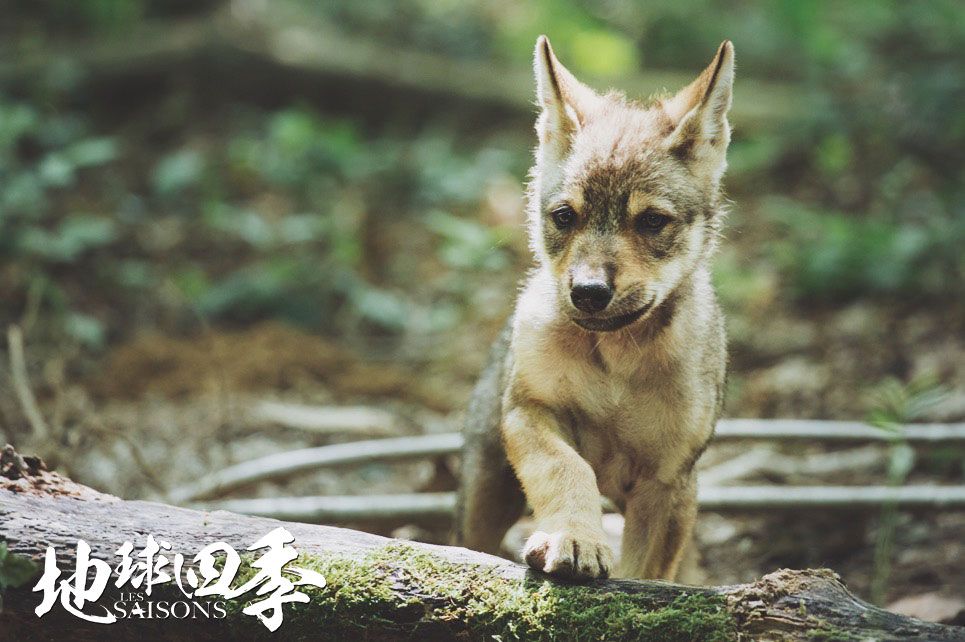 地球四季 Les saisons