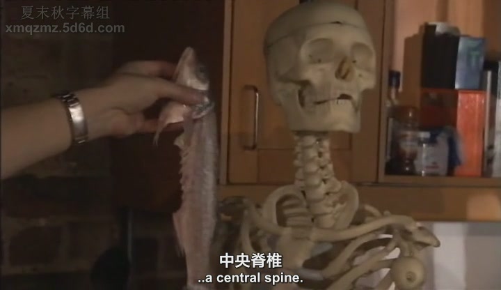 基因密码 The Gene Code