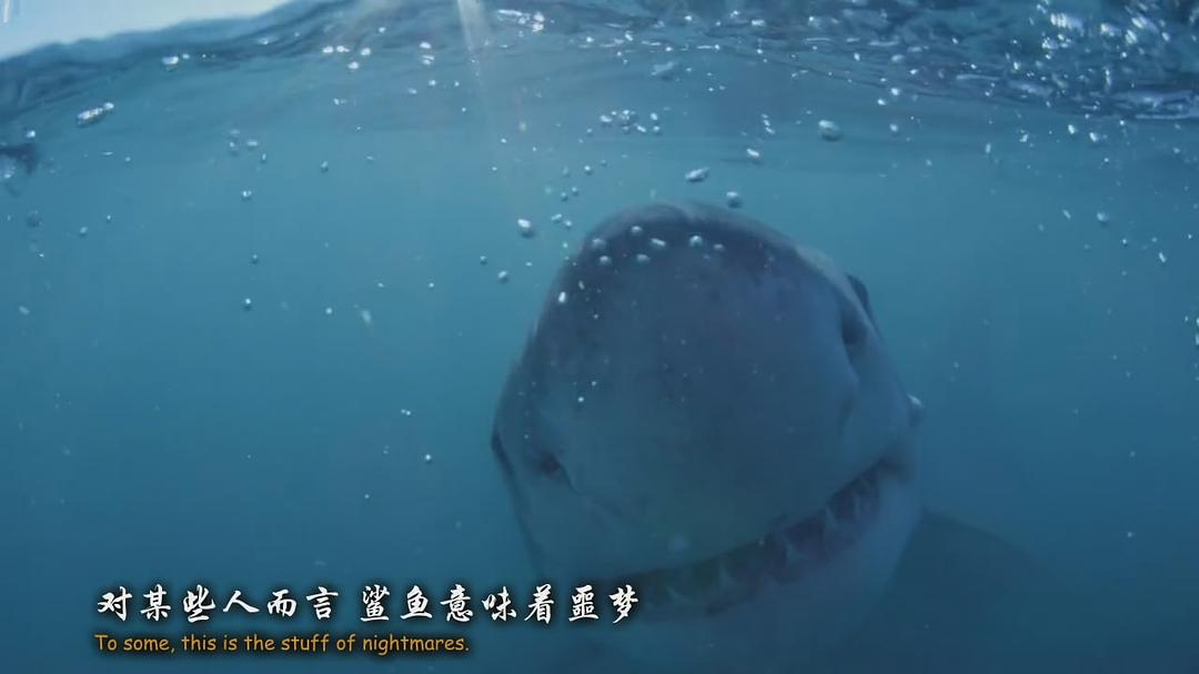 鲨鱼 Shark
