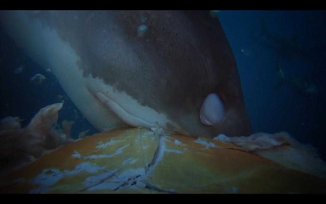 鲨鱼 Shark