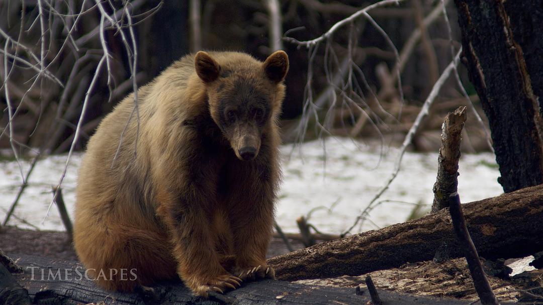 时间的风景 TimeScapes