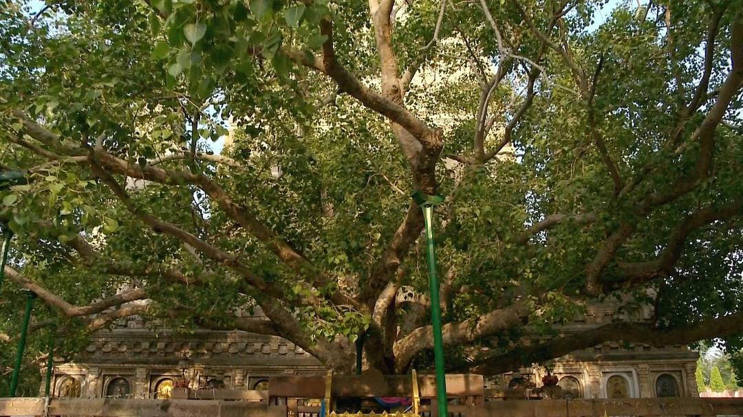 佛教世界的七大奇观 Seven Wonders of the Buddhist World