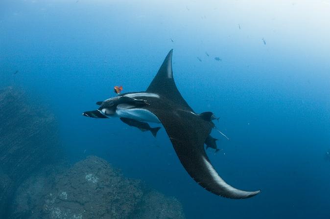 向深海出发 Oceans