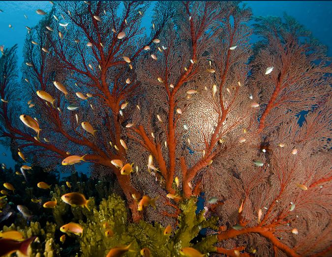 向深海出发 Oceans