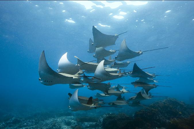 向深海出发 Oceans