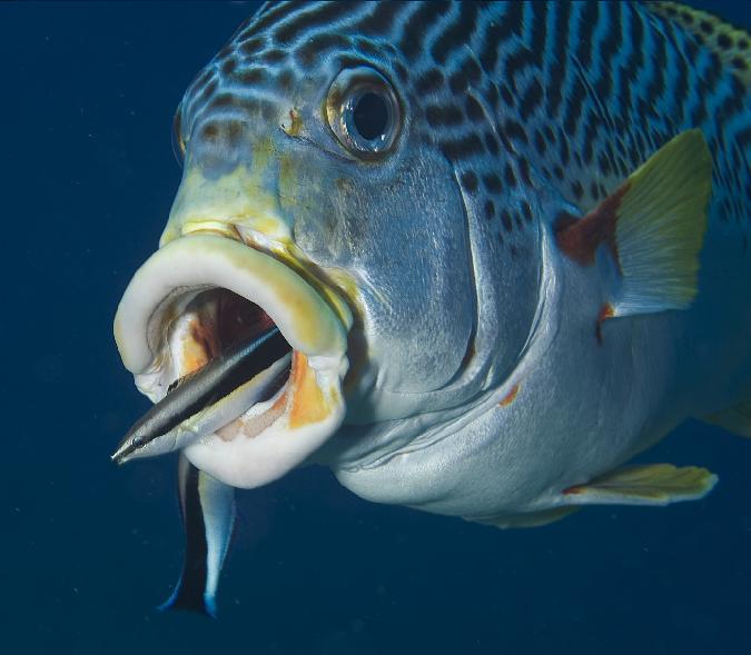 向深海出发 Oceans