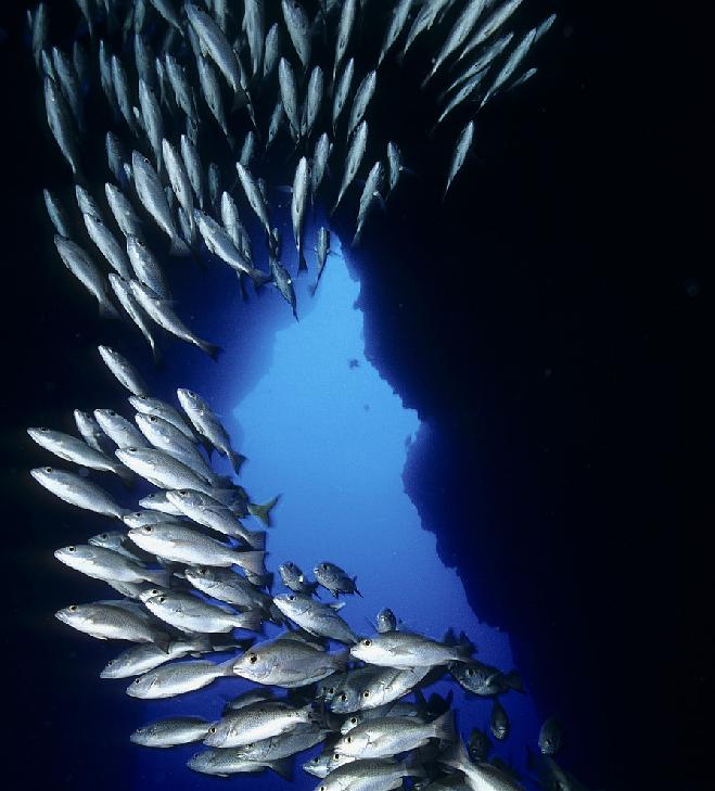 向深海出发 Oceans