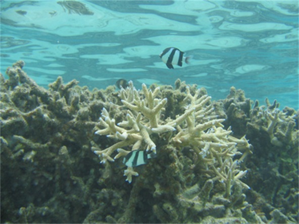 向深海出发 Oceans