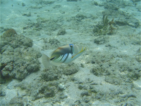 向深海出发 Oceans