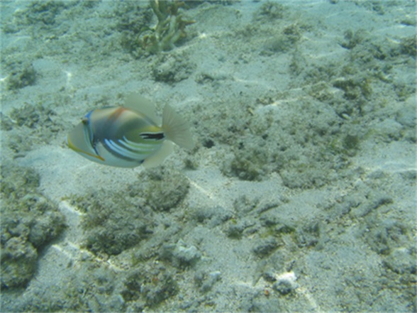 向深海出发 Oceans