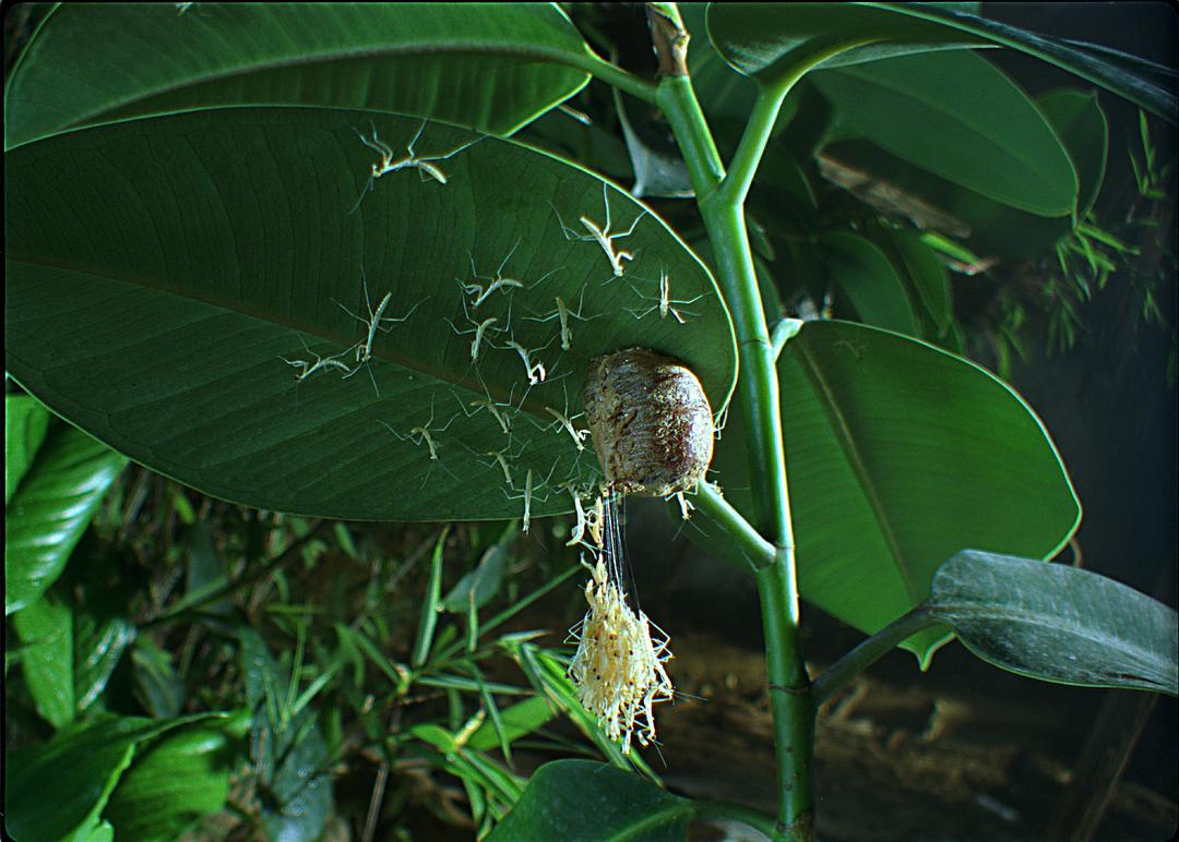 虫子：热带雨林冒险 Bugs!: A Rainforest Adventure