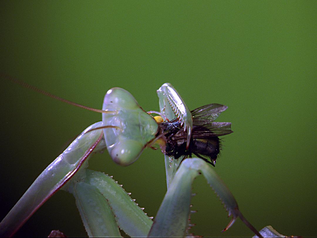 虫子：热带雨林冒险 Bugs!: A Rainforest Adventure
