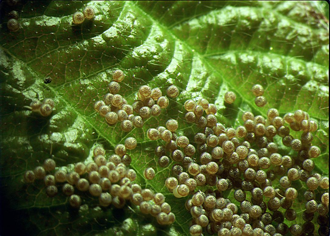 虫子：热带雨林冒险 Bugs!: A Rainforest Adventure