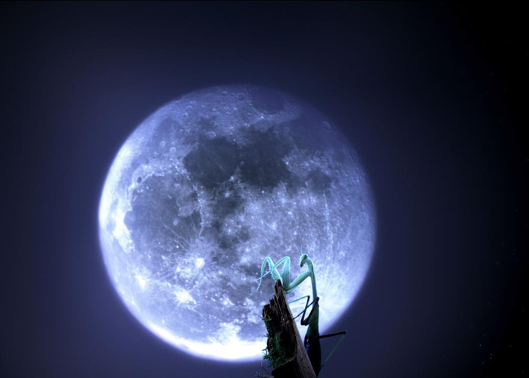 虫子：热带雨林冒险 Bugs!: A Rainforest Adventure