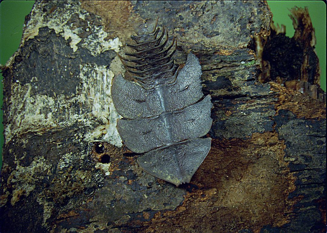 虫子：热带雨林冒险 Bugs!: A Rainforest Adventure