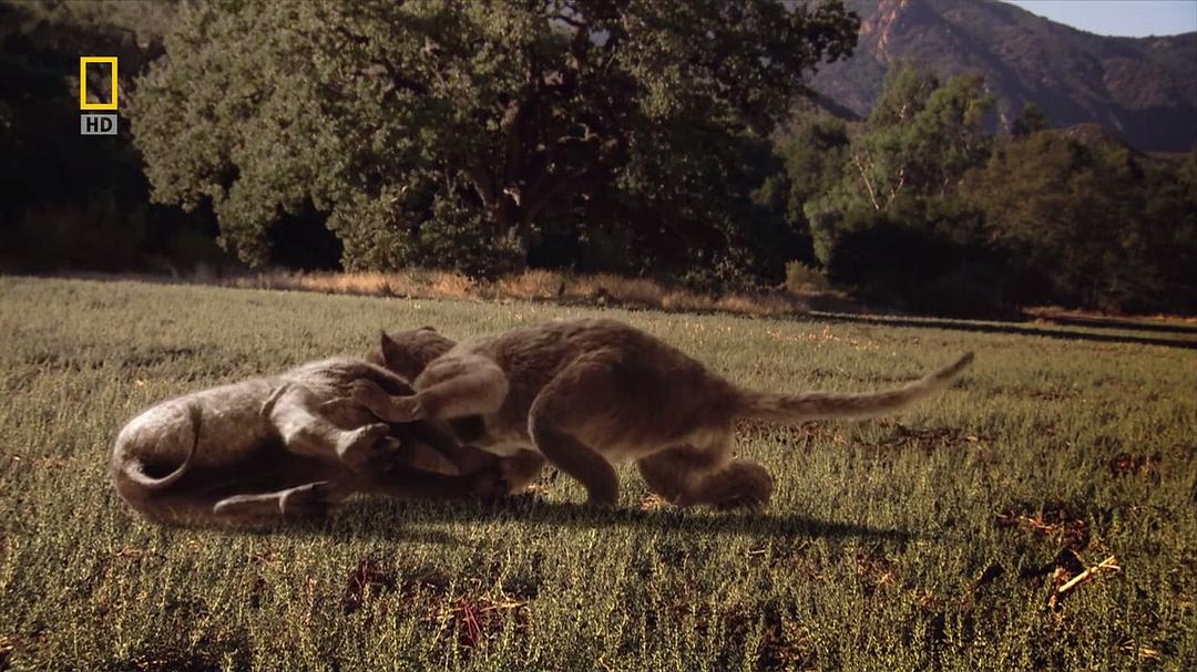 史前掠食动物 Prehistoric Predators