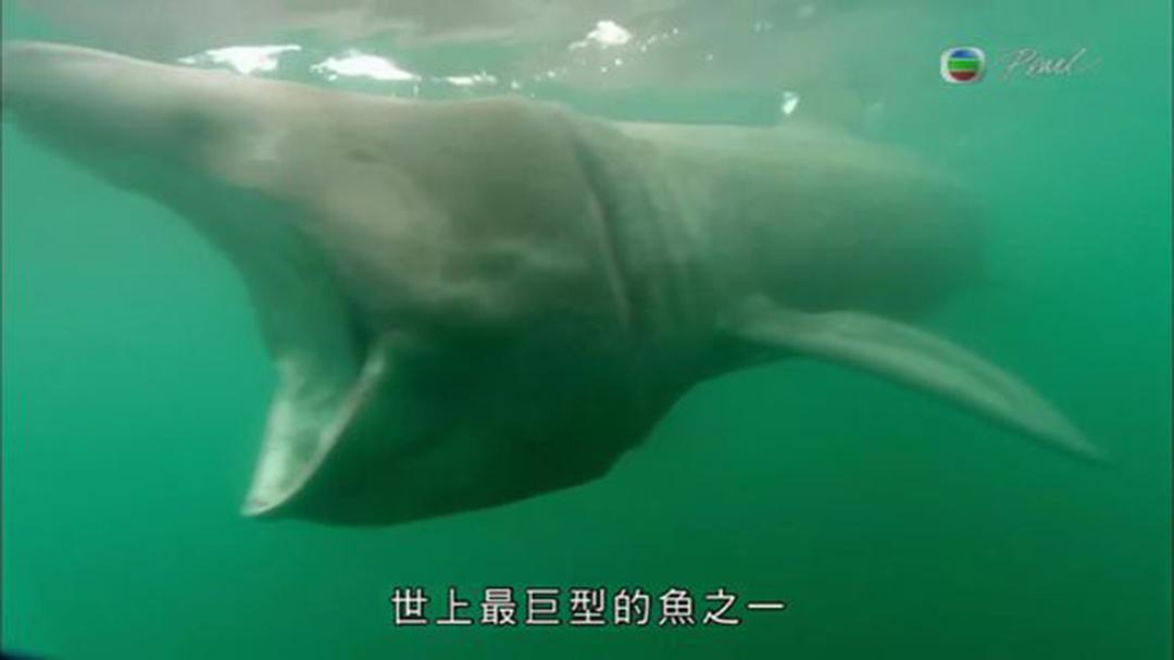 英伦四季 The Great British Year