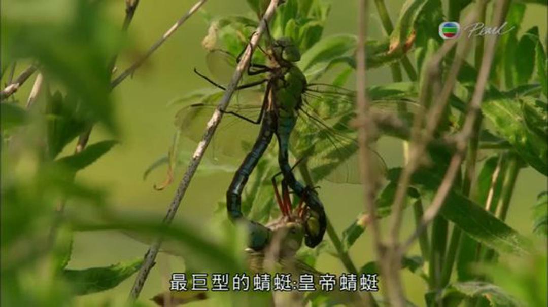 英伦四季 The Great British Year